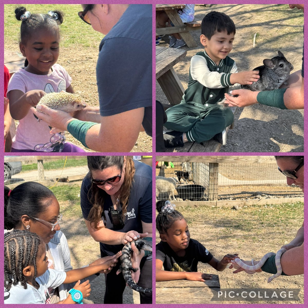 npinilla1's tweet image. #RISD #Prek #FieldTrip to Cathy’s Critters was so much fun! From the 🚌ride to the 4 stations, these scholars &amp;amp; our chaperones connected with animals, used gentle hands &amp;amp; displayed @ForestLnAcademy #WorldClass behavior! I couldn’t have been more proud!🖤 #LoveWhatYouDo