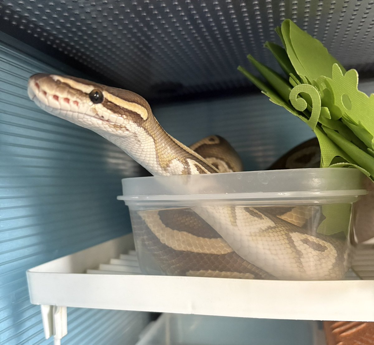 まぐろisけちゃっぴ tweet media