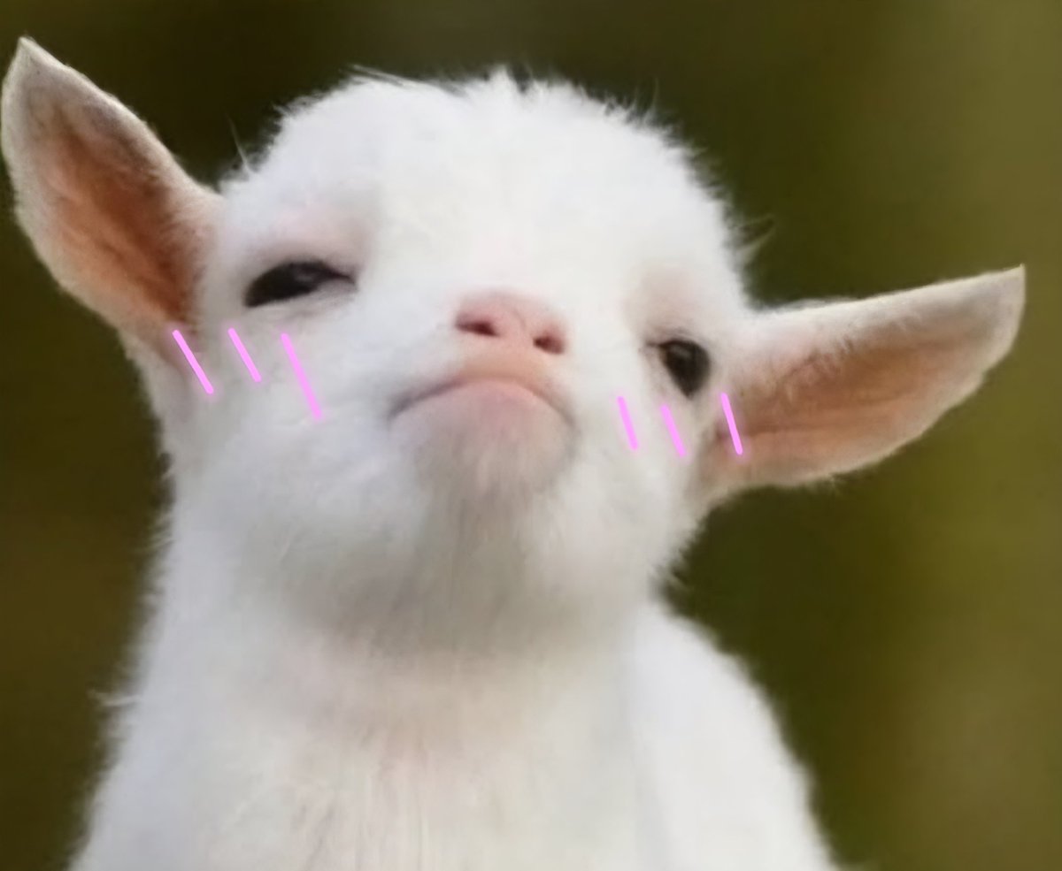 4등급 샤샤 tweet media