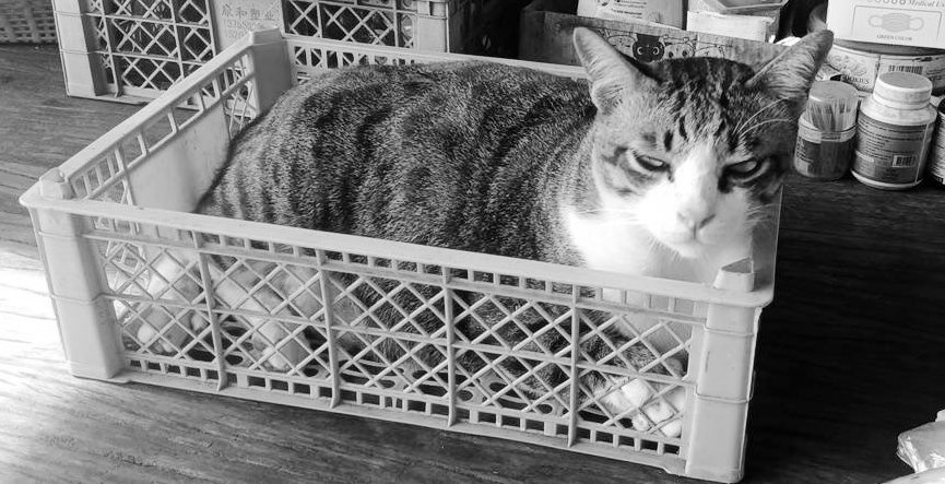 🌷Ms.foxes: จิ้งจอก🌸 tweet media