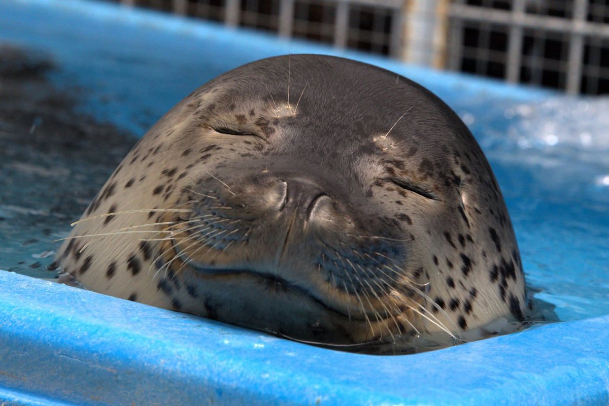 foouk1234 tweet media