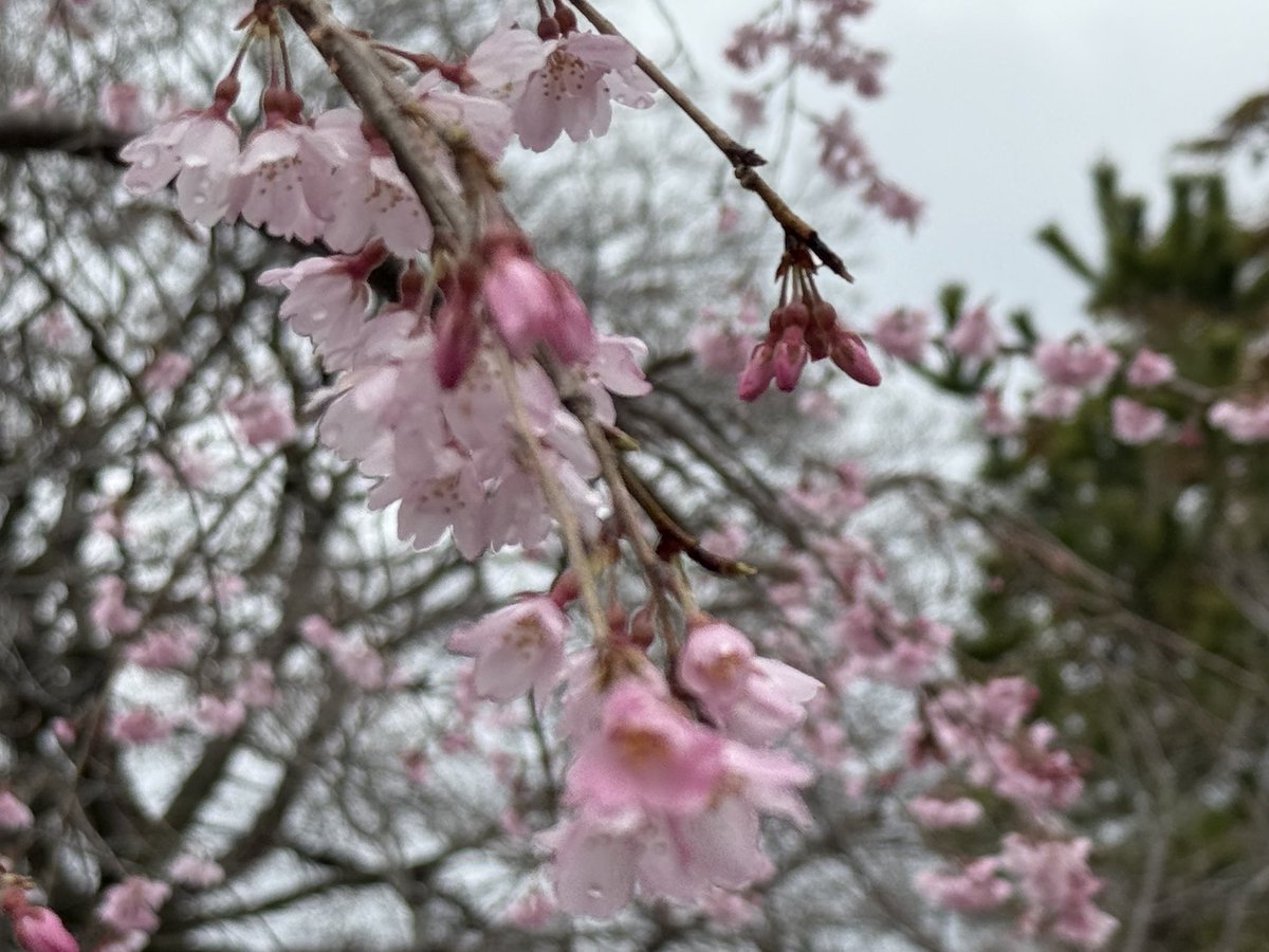 江戸和童 tweet media