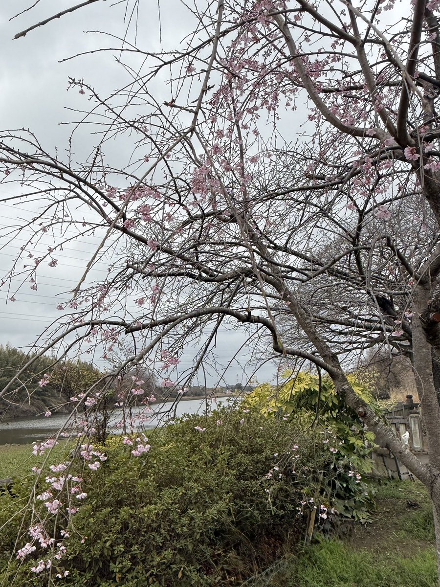 江戸和童 tweet media