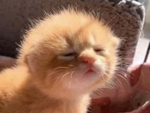 ittybittykitty tweet media