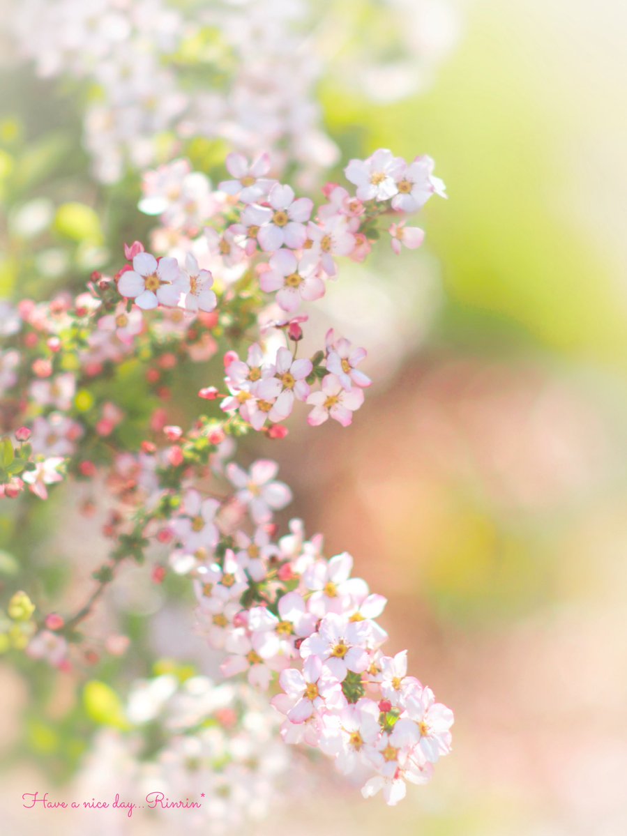 🐰𝚁𝚒𝚗𝚛𝚒𝚗…📸♥️𓂃ꕤ︎︎·͜· tweet media