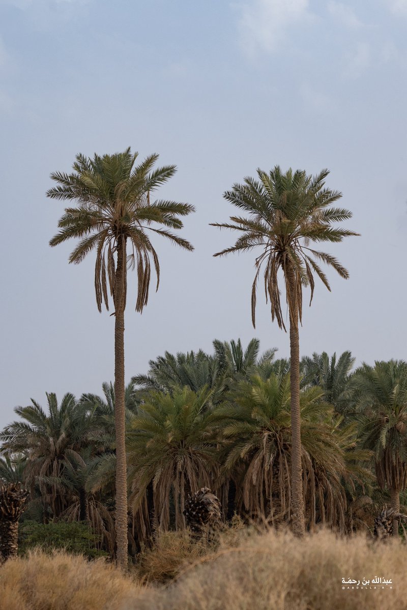 عبدالله بن رحمة tweet media