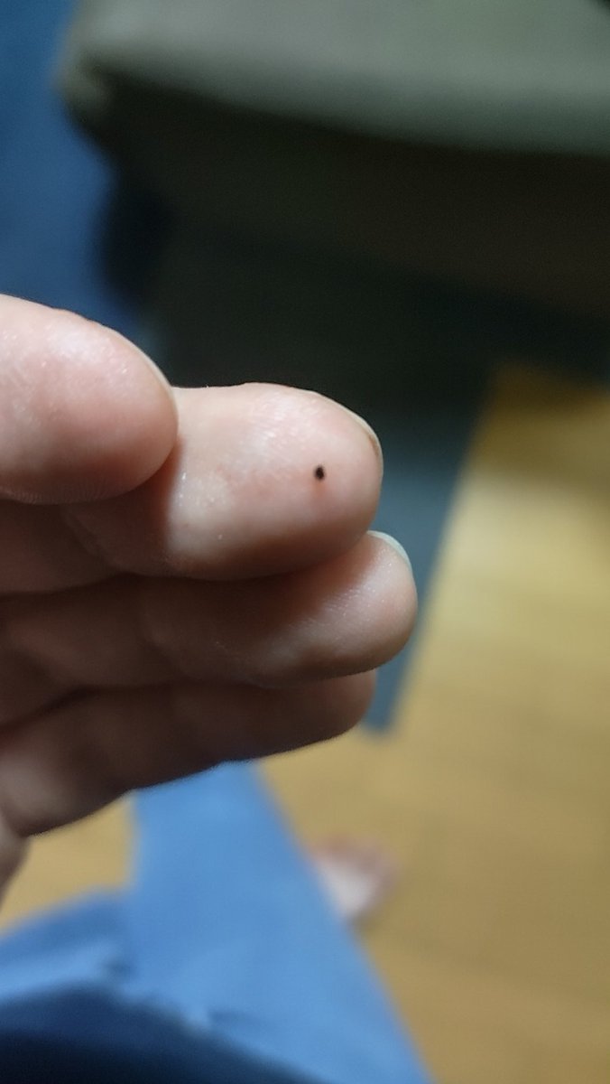 紺珠リレイ【EЯ¦:5】 tweet media