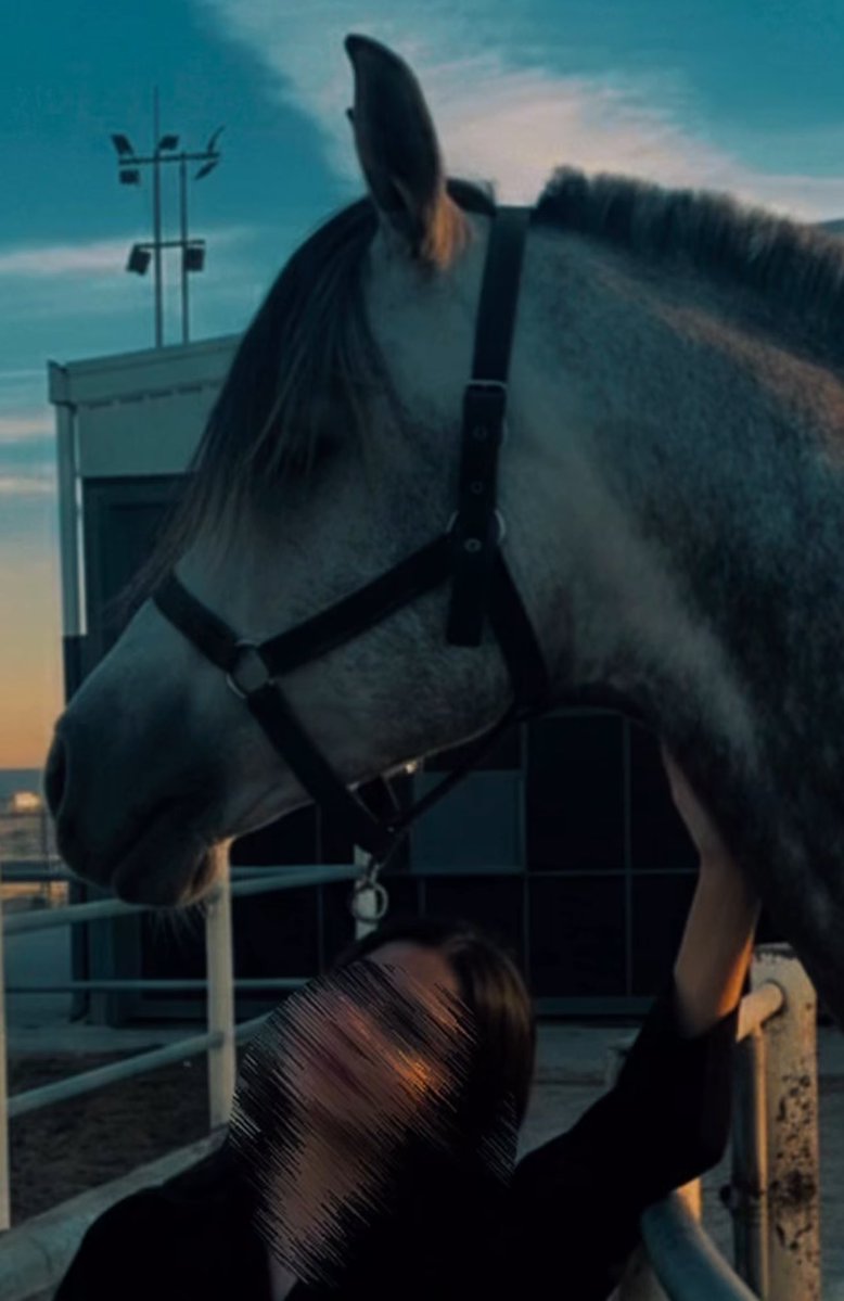 🐎 🤍 tweet media