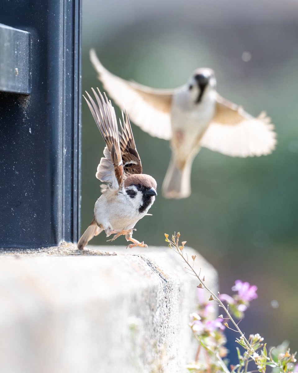 いまいごう@スズメ写真家 tweet media