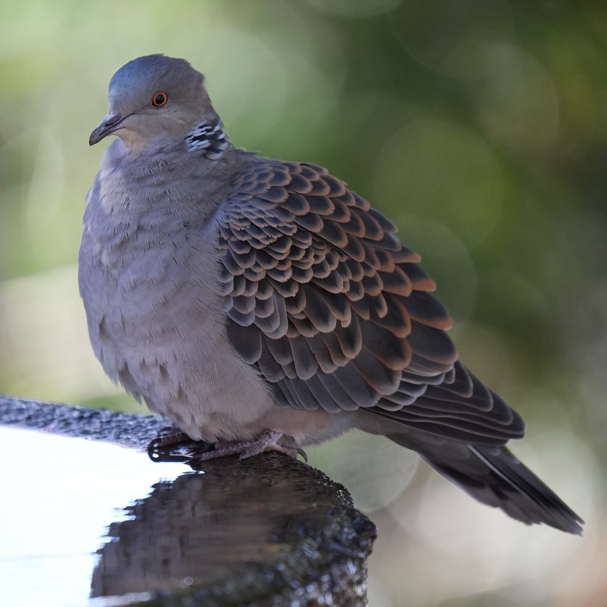 ぽかり tweet media