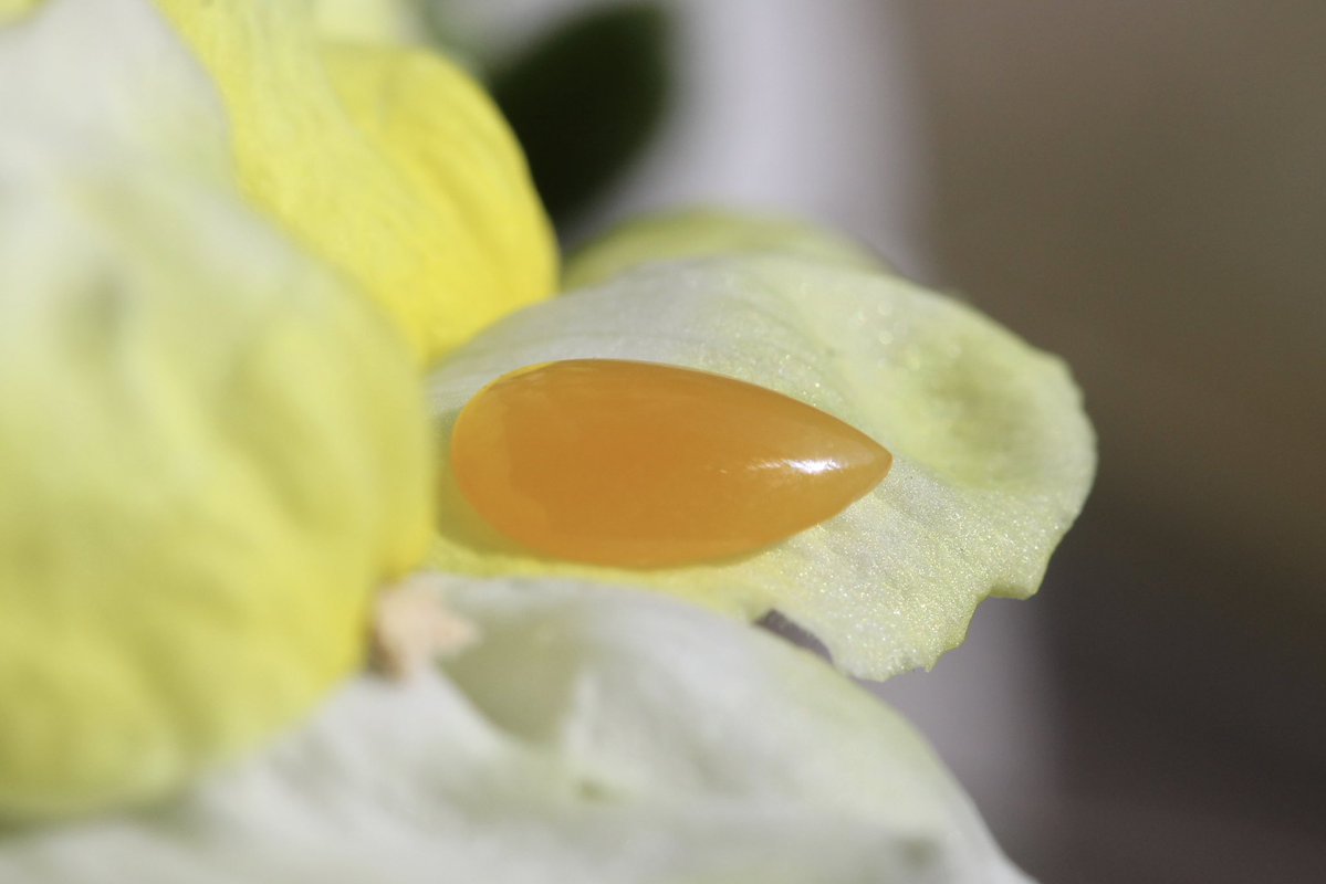 翡翠商のお店 ヤギトレーディング 2026年仙台石フリマ 3月29日（日） 出店✨ tweet media