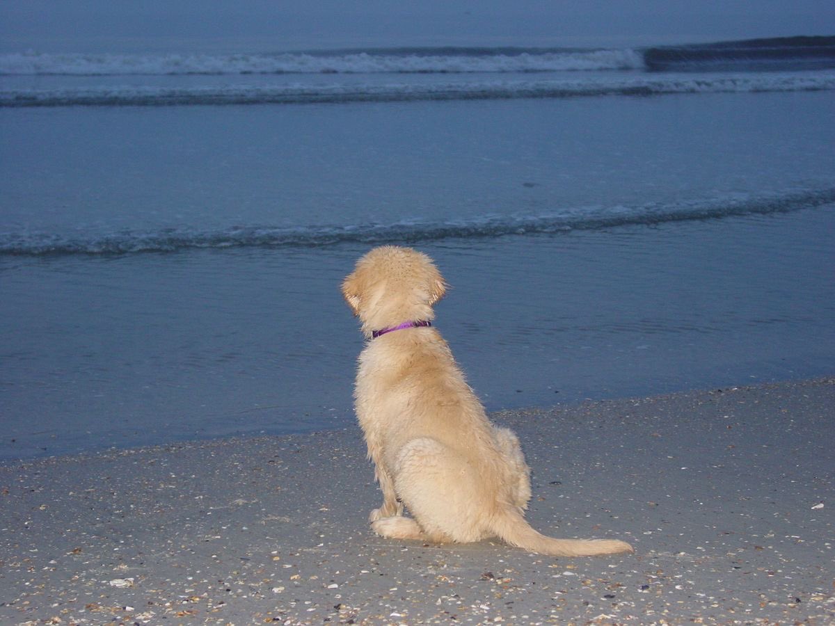 SiliGremlin tweet media