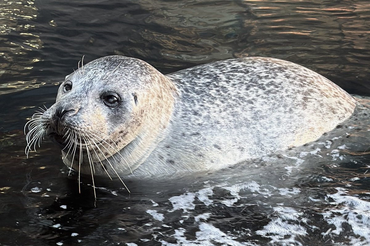 orcacinus's tweet photo. a day late but.. happy international seal day!

i am so lucky to work with such amazing animals, i absolutely adore each one of them 🤍 https://t.co/JuRN2CiJKe