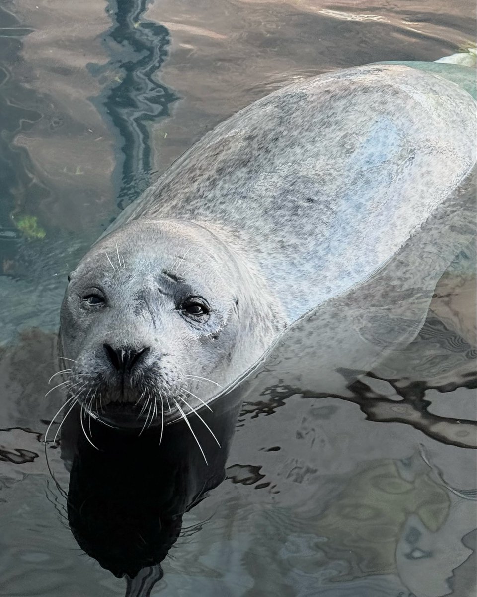 orcacinus's tweet photo. a day late but.. happy international seal day!

i am so lucky to work with such amazing animals, i absolutely adore each one of them 🤍 https://t.co/JuRN2CiJKe