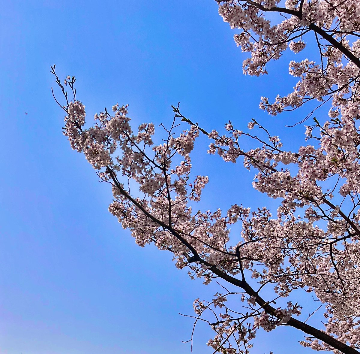 봄이 오고 있어요!
하루 하루 날이 따뜻해지고 있음을 느낄 수 있네요🌸
가지에서 새잎이 돋고 꽃들도 조금씩 피고 있어요.
어느 순간 보니 이렇게 봄의 기운이 느껴지더라고요!
제가 그동안 주변에 얼마나 무심했는지, 앞만 보고 살았는지 느낄 수 있었습니다.

오늘은 잠시 걸음을 멈추고 주변을