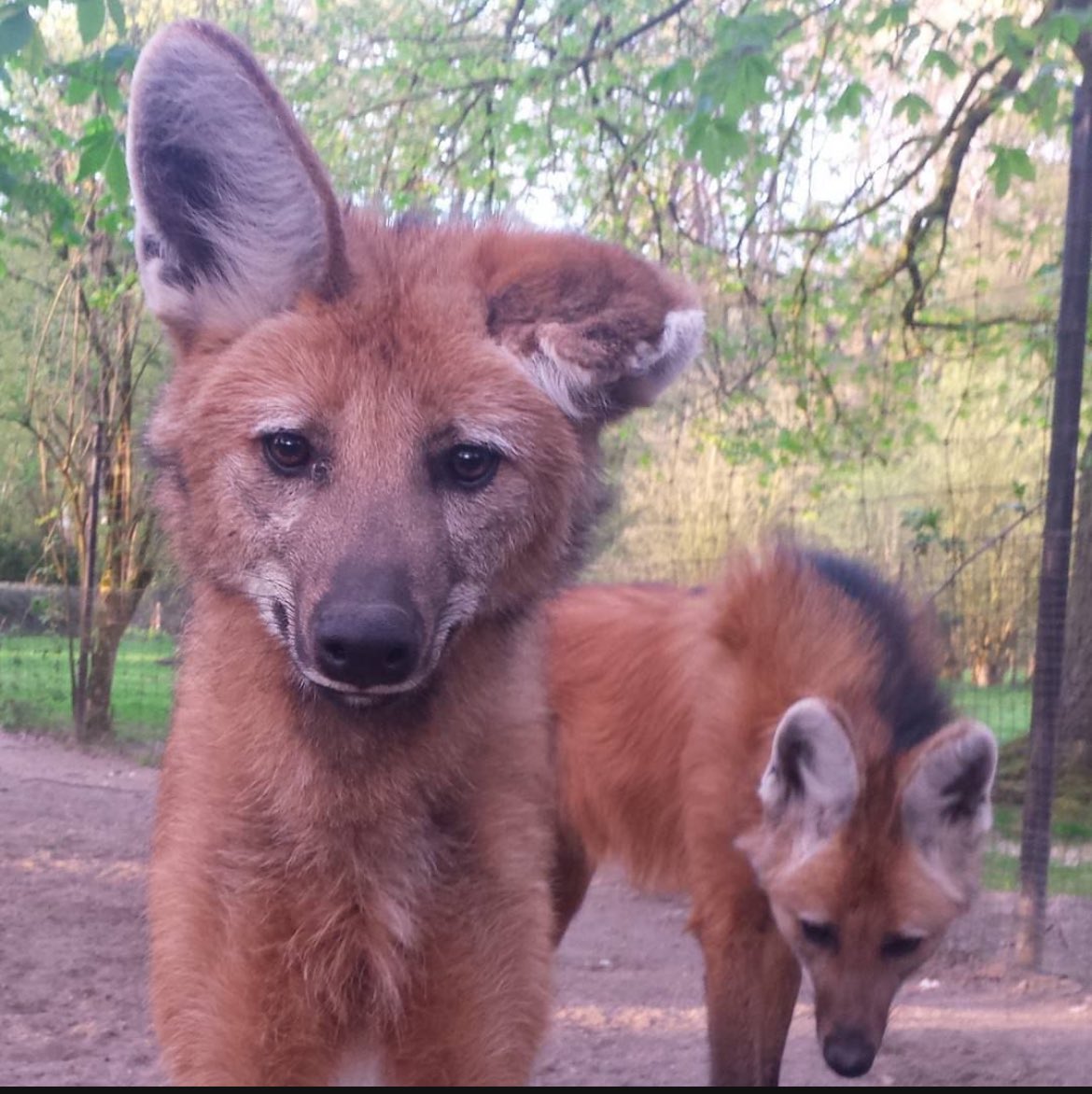 Long_Legged_Car_Muffler🔜FWA tweet media