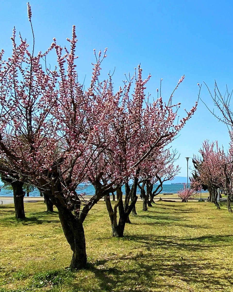 ASTAT（AWL） tweet media