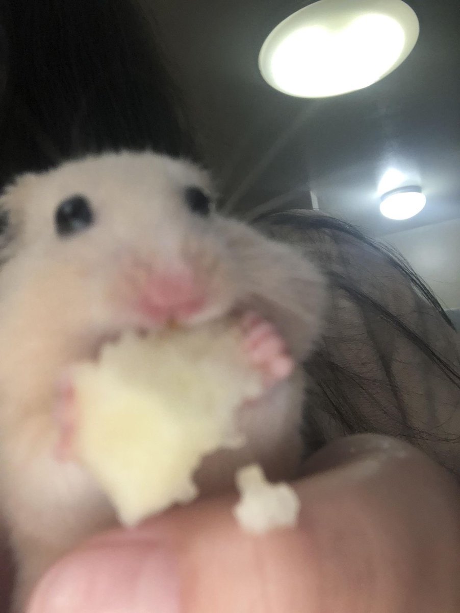 自称清楚系完璧女 tweet media