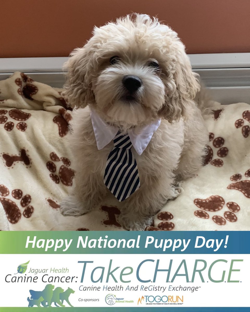 Take C.H.A.R.G.E. tweet media