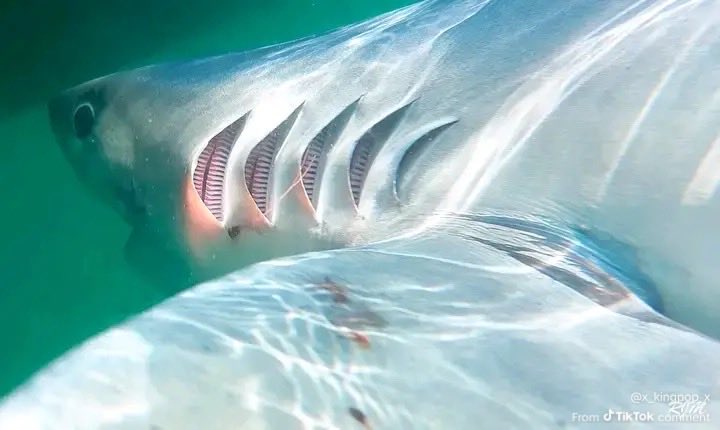 miss ghostiana tweet media