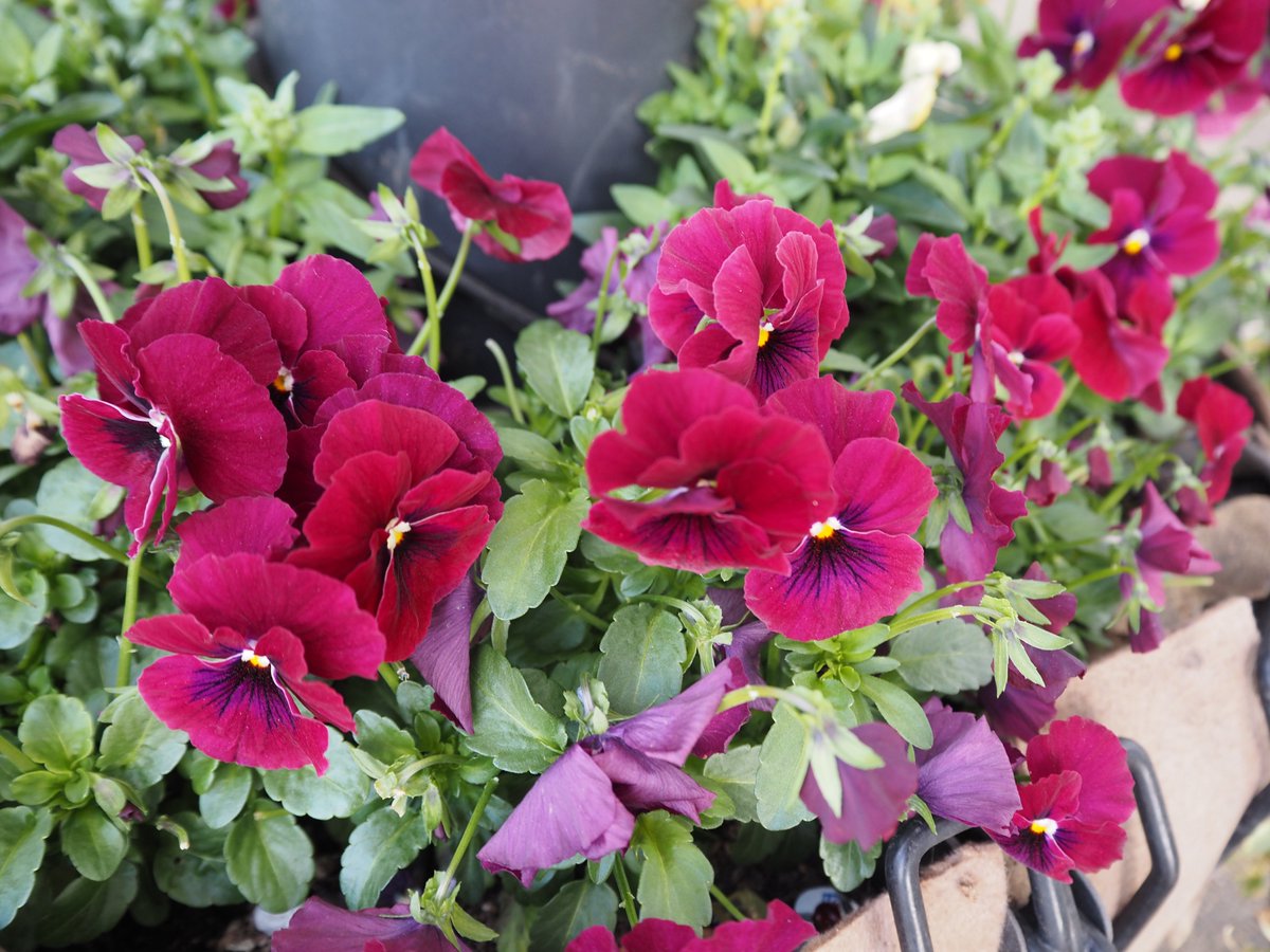 おーさわ tweet media