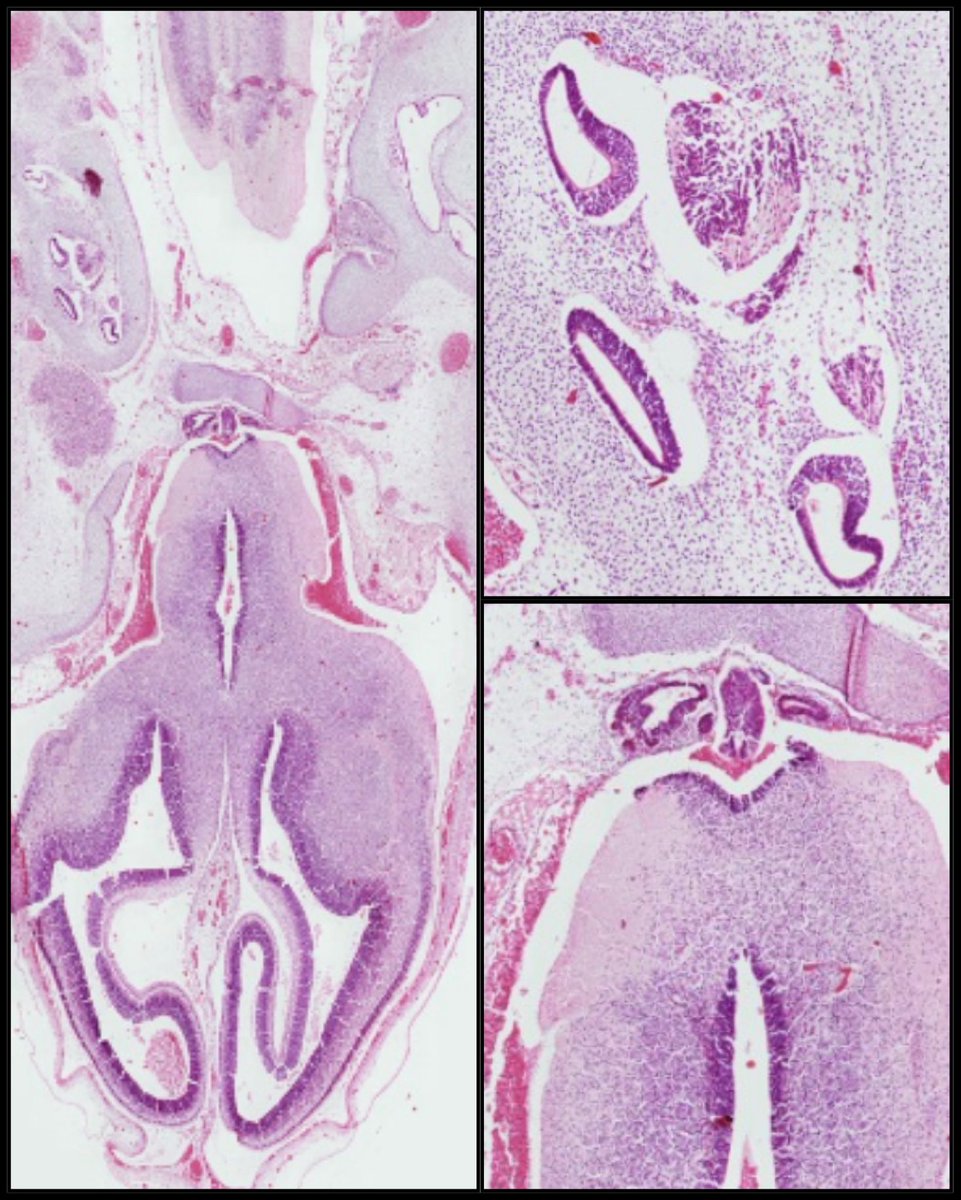 Microscopio Virtual tweet media