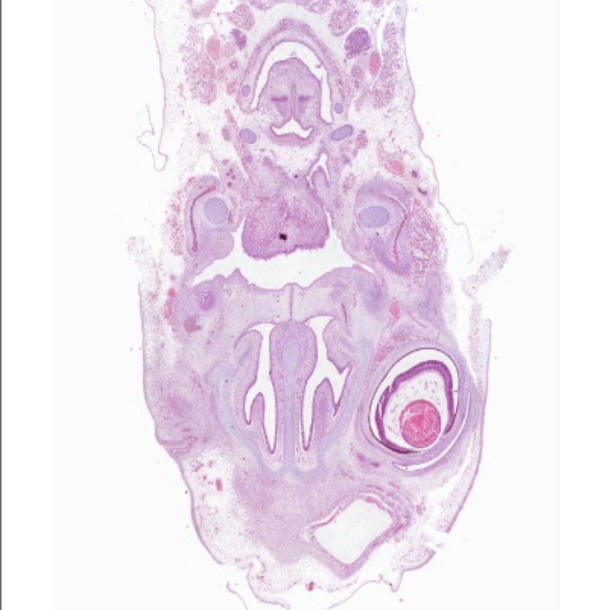 Microscopio Virtual tweet media