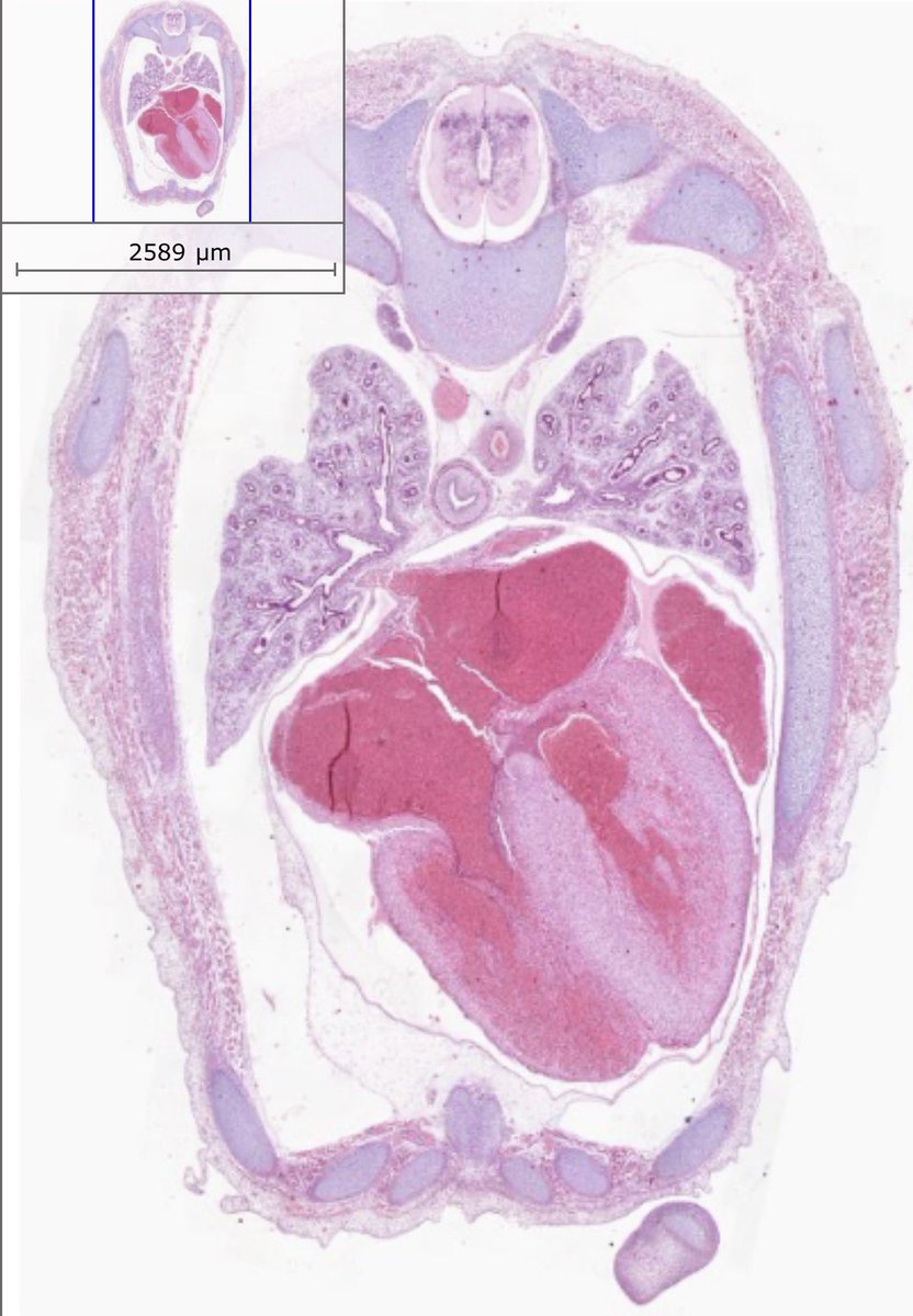 Microscopio Virtual tweet media