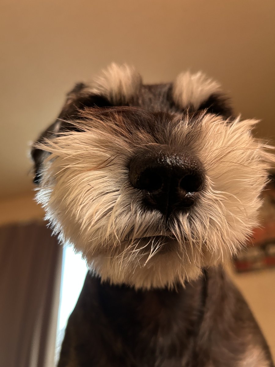 こまっち tweet media