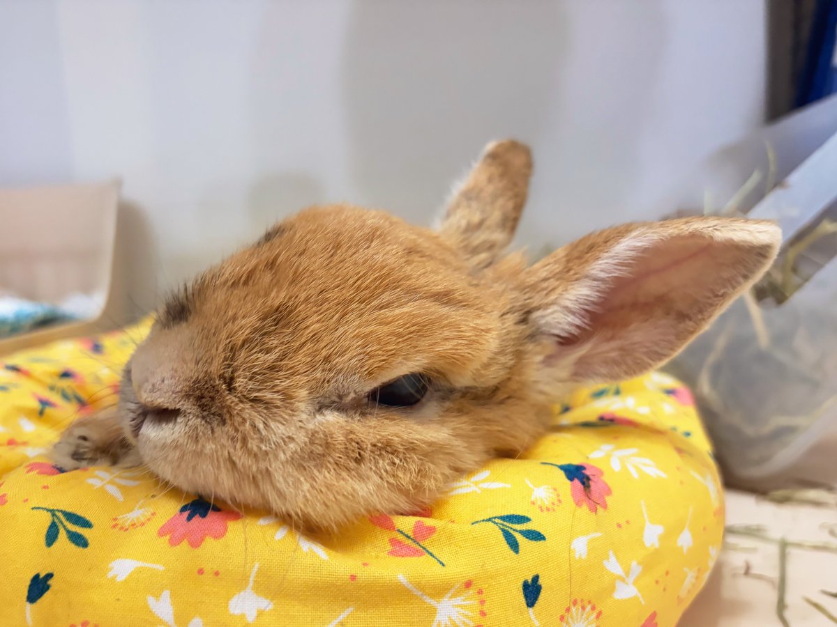 よっちぇく&きんむぎ tweet media