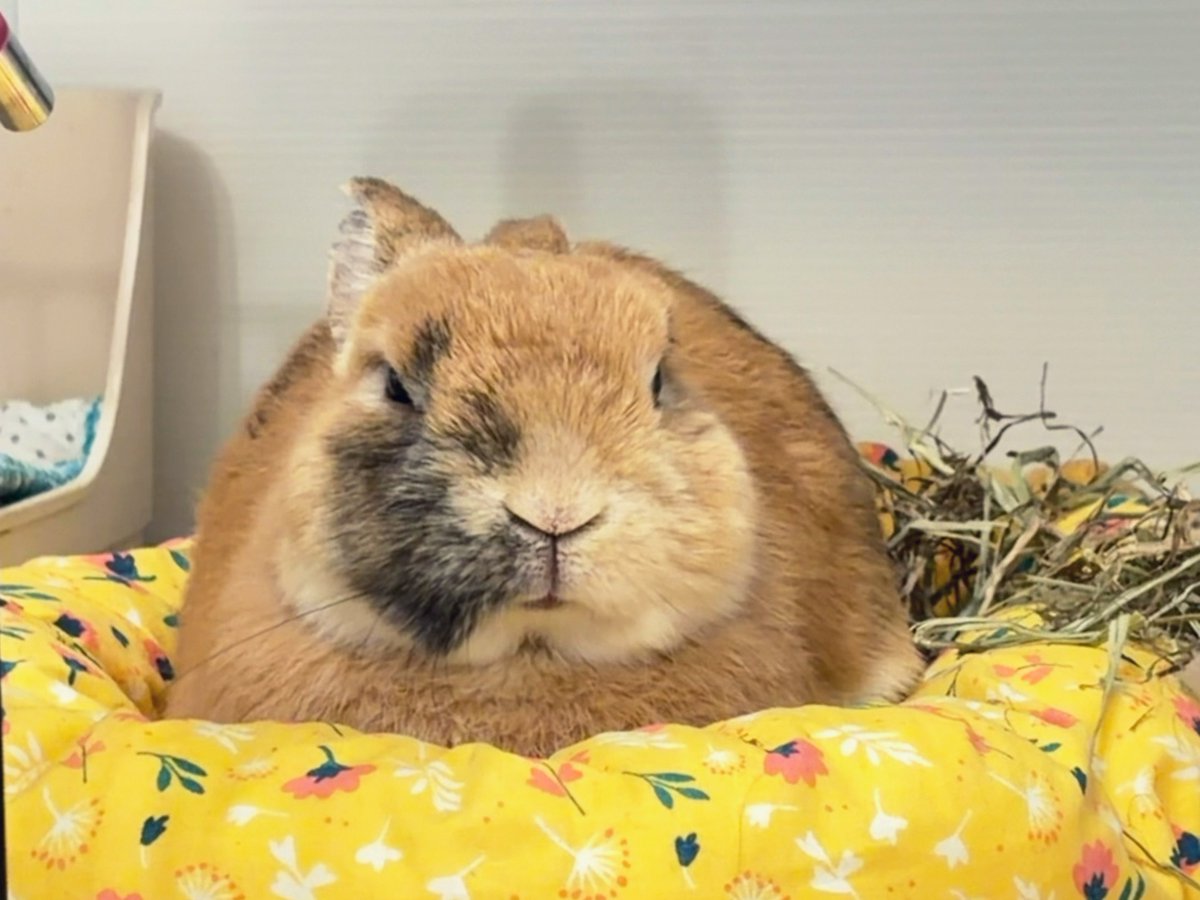 よっちぇく&きんむぎ tweet media