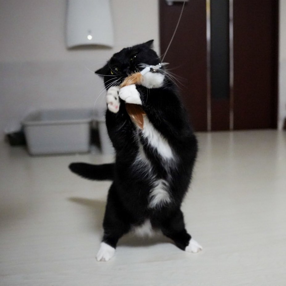 I'm Uni :3 tweet media