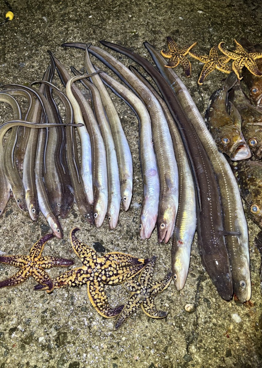 あゆし tweet media