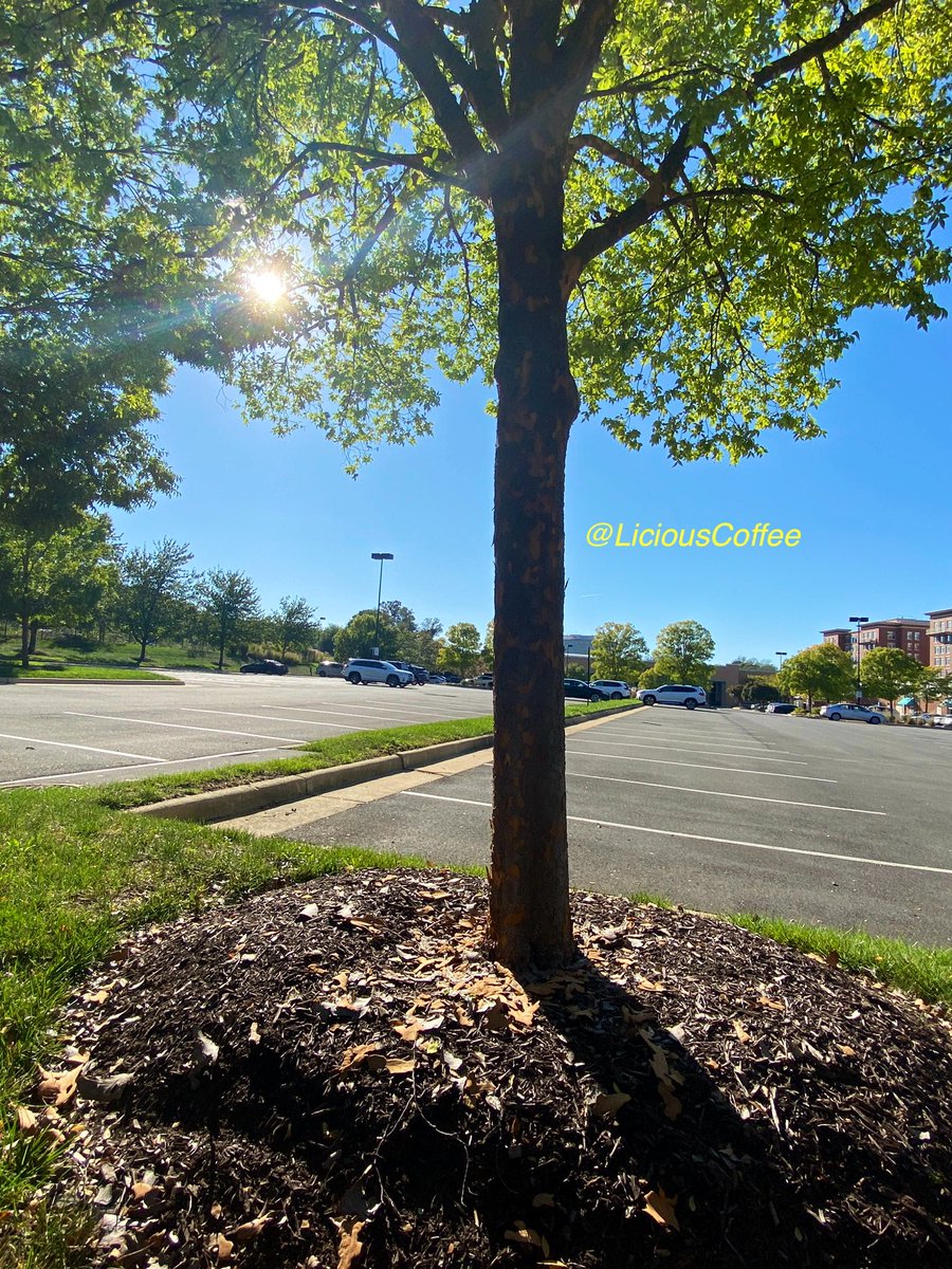 CoffeeLiciousLady tweet media