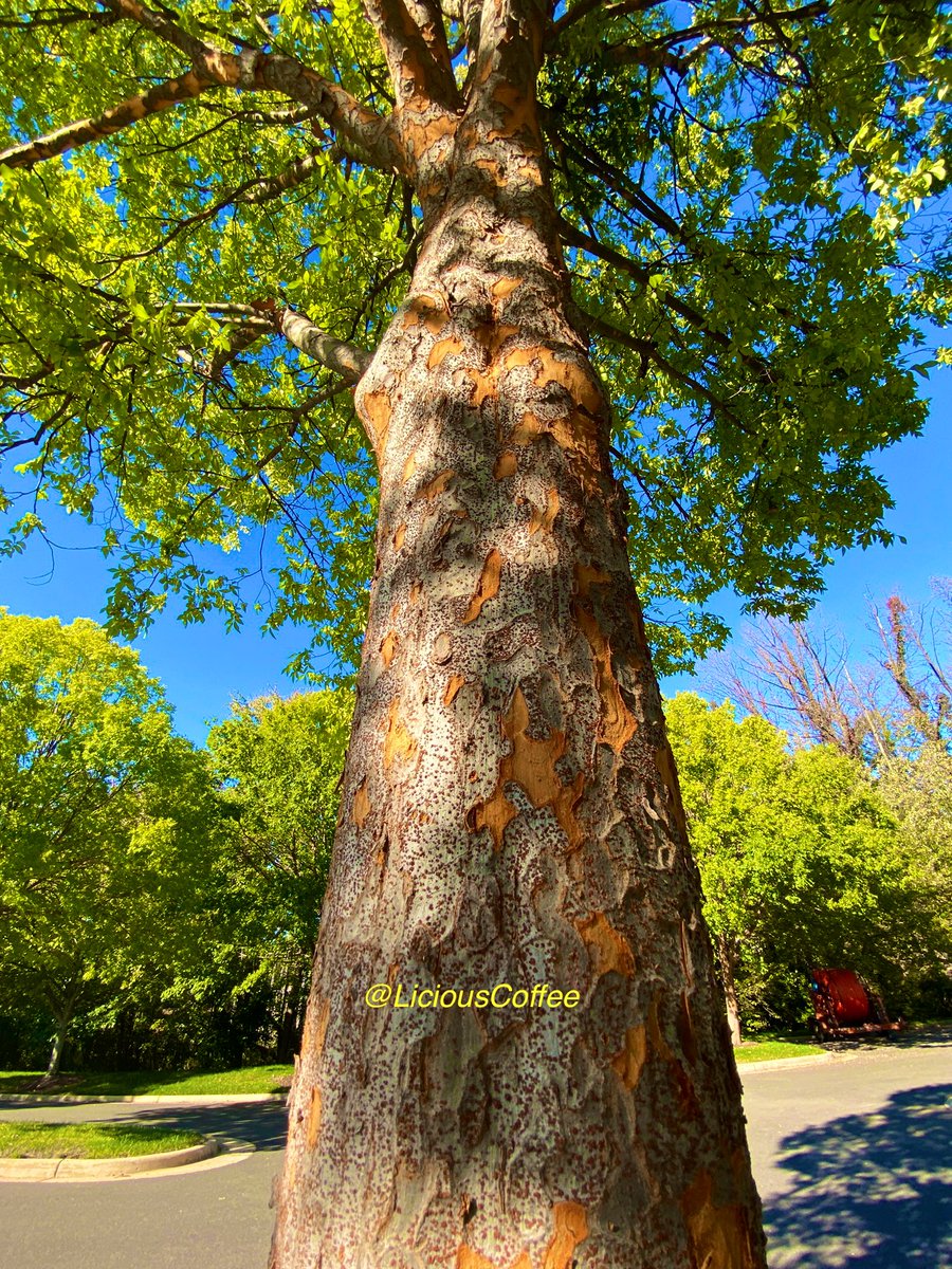 CoffeeLiciousLady tweet media