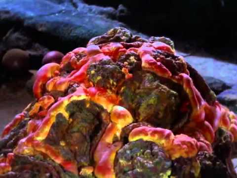 The Emohawk tweet media