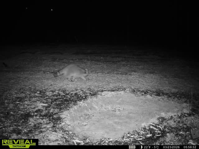 Daniel Mairet tweet media