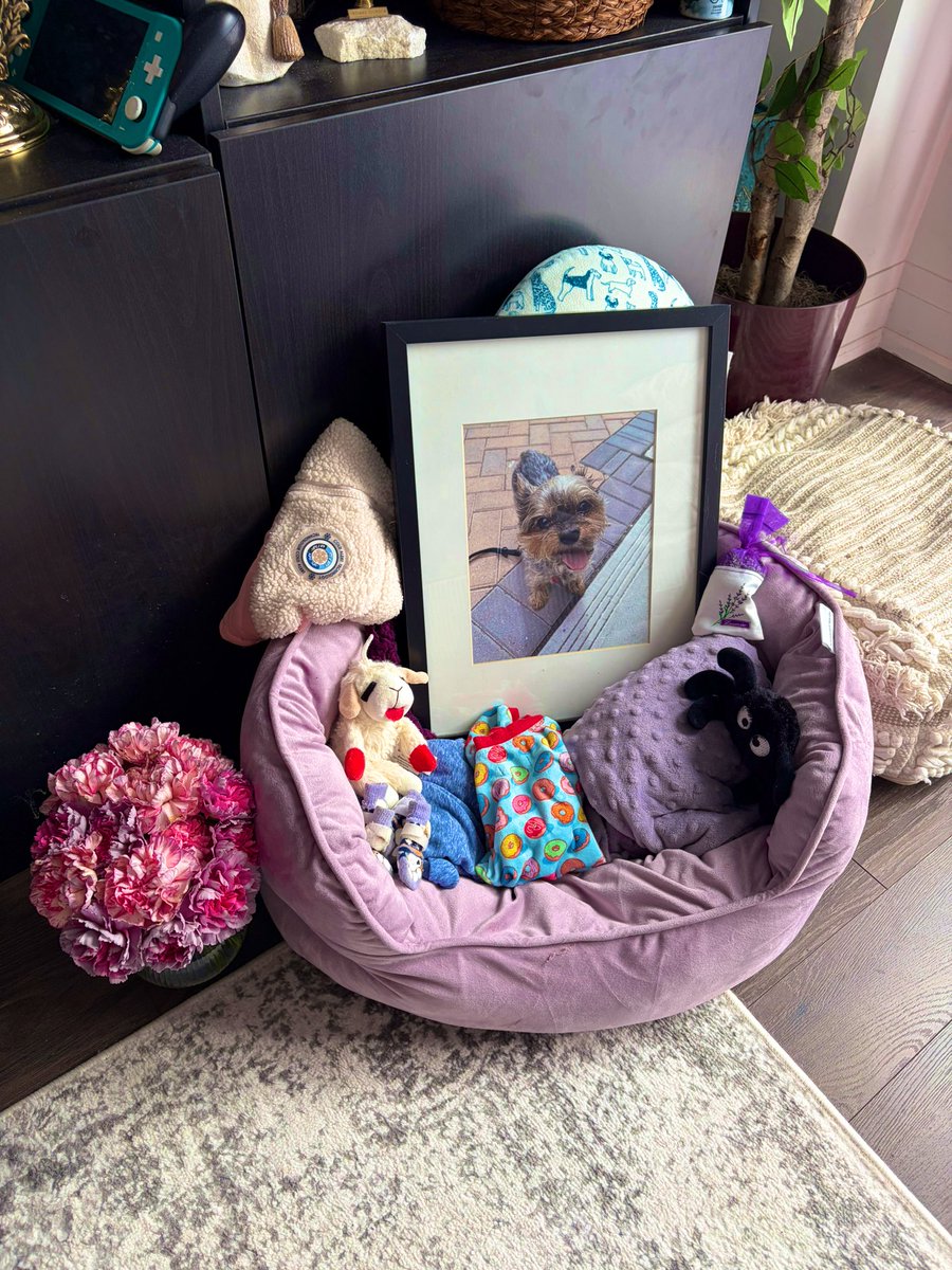 Sandra the Great 𐕣 tweet media