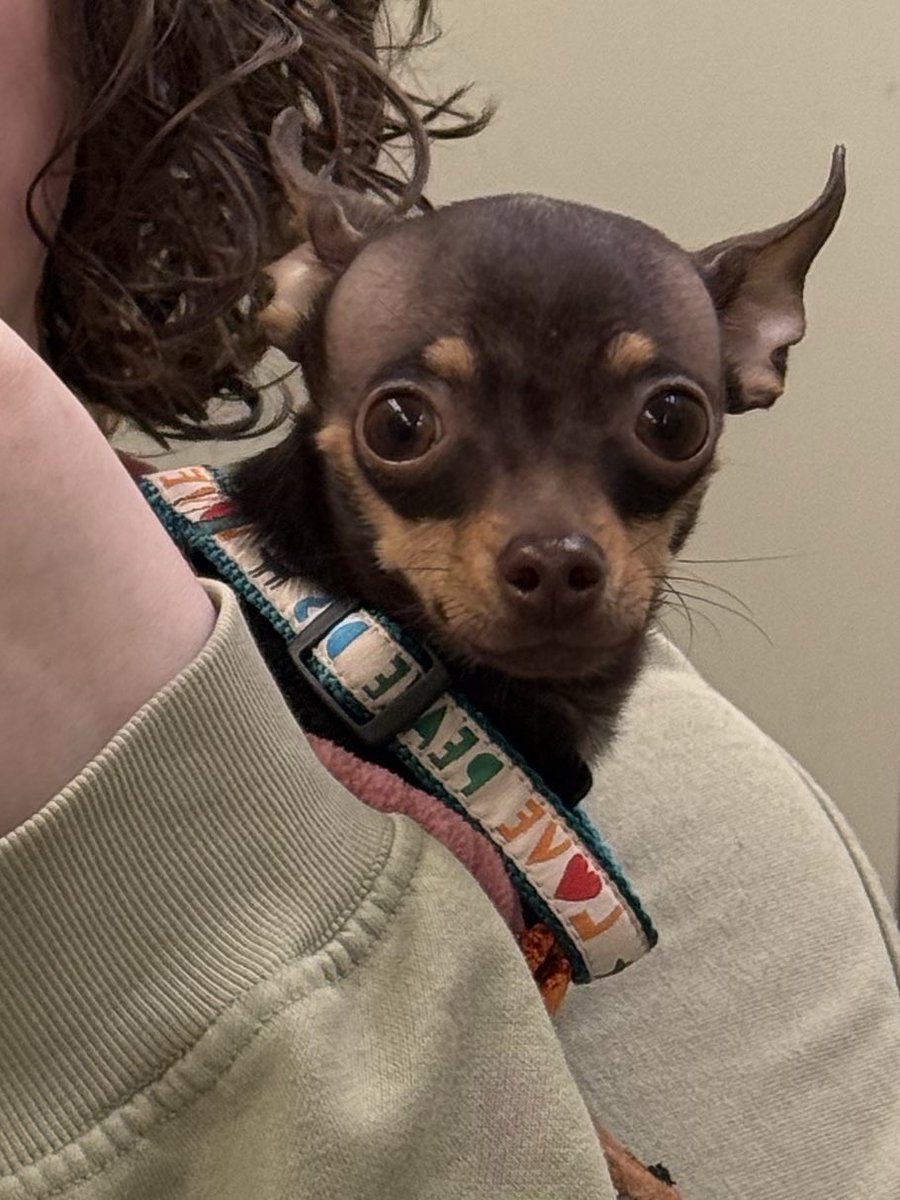 нюся через $$$ tweet media