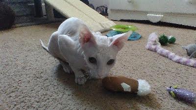 alice🐾 tweet media