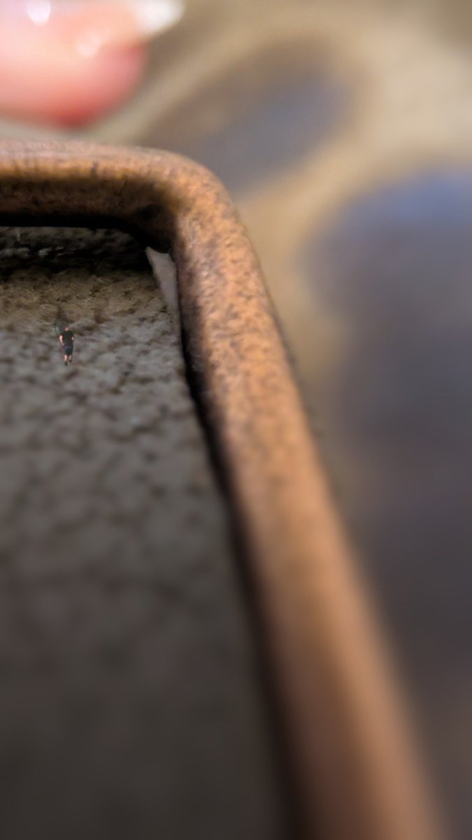 Stefania Barone tweet media