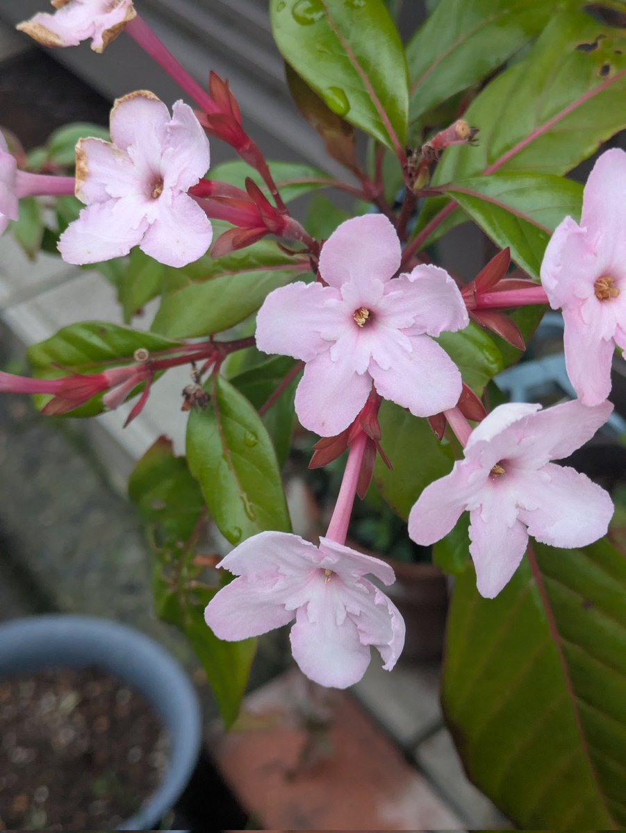 HAJIME KANAI tweet media