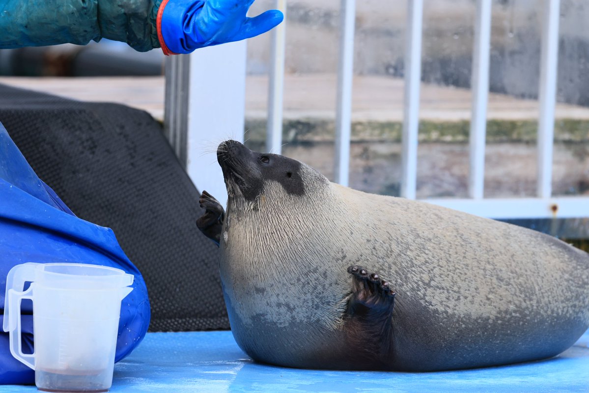 🦭ウィスタリア🦭 tweet media