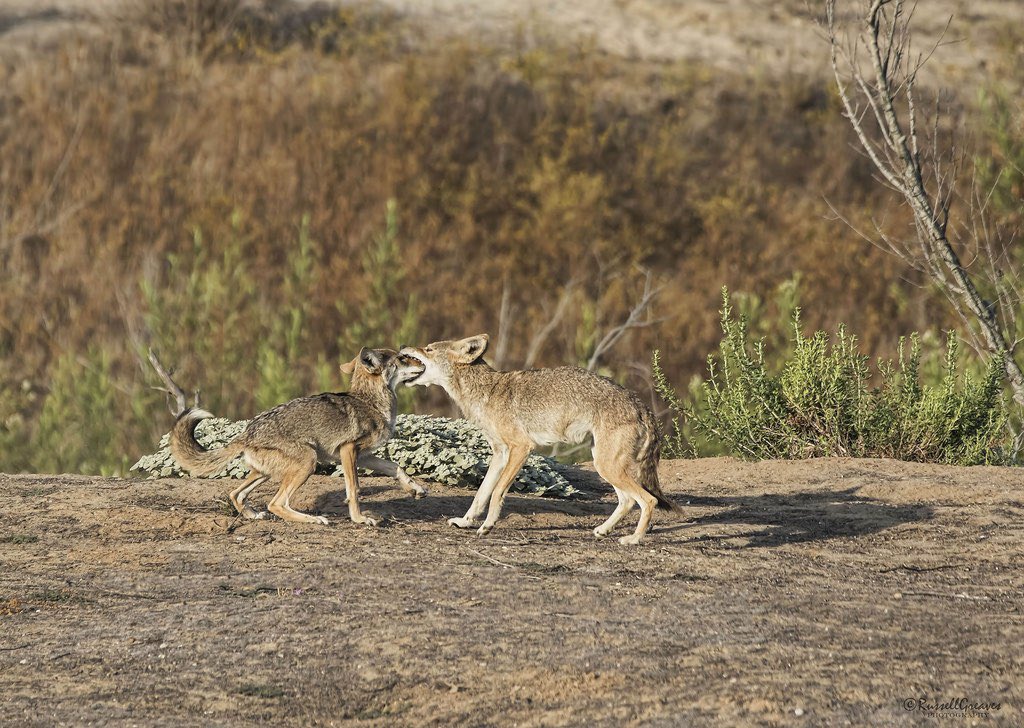 eigenyote tweet media