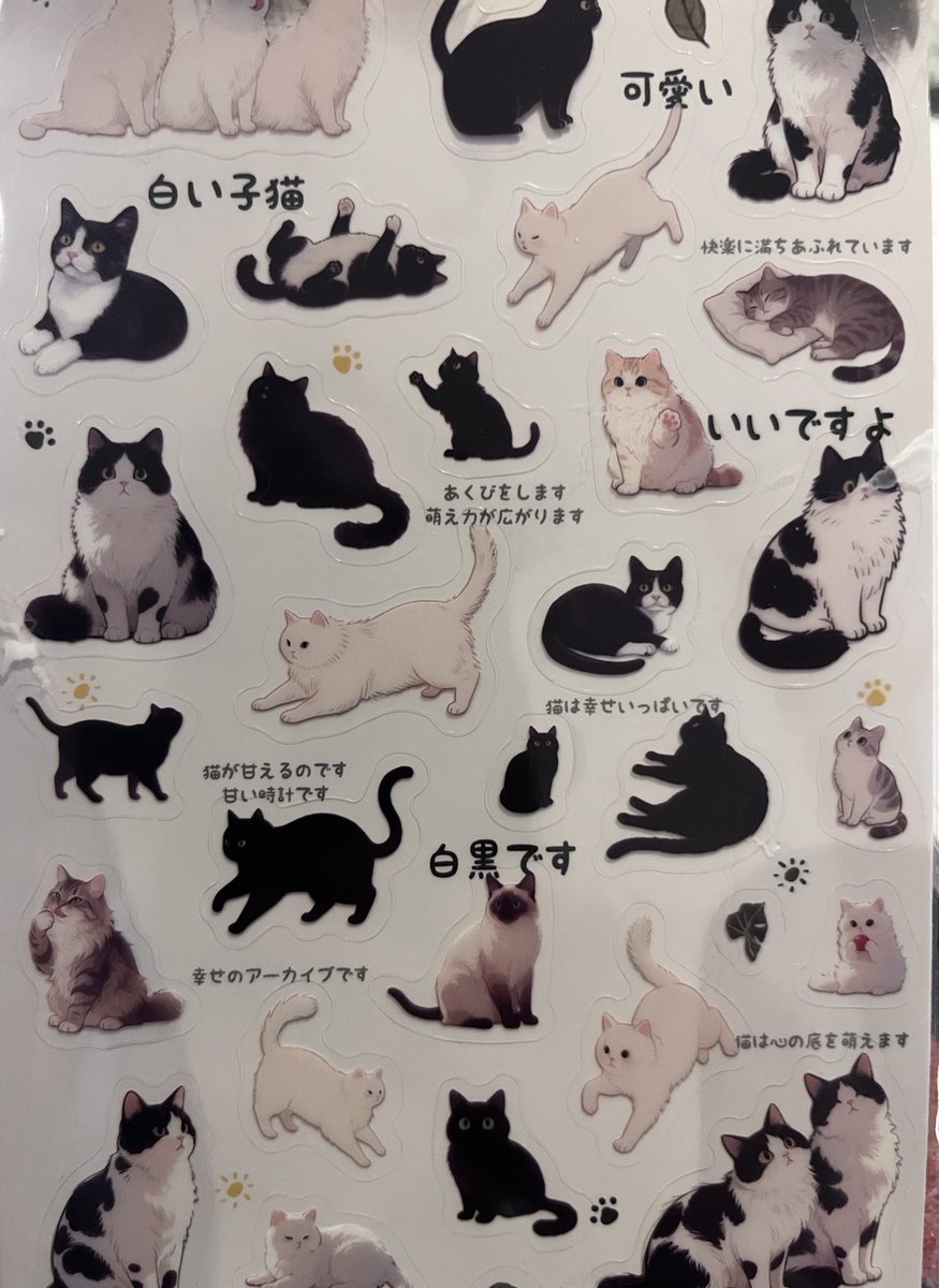 Luciana 💚 tweet media