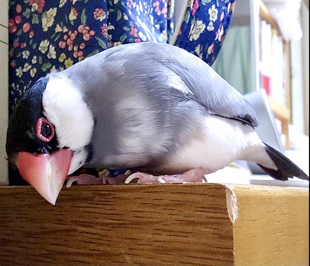 新井英樹 Hideki Arai 『ピとポとまちながら』1月9日(金)発売のコミックビームから！ tweet media