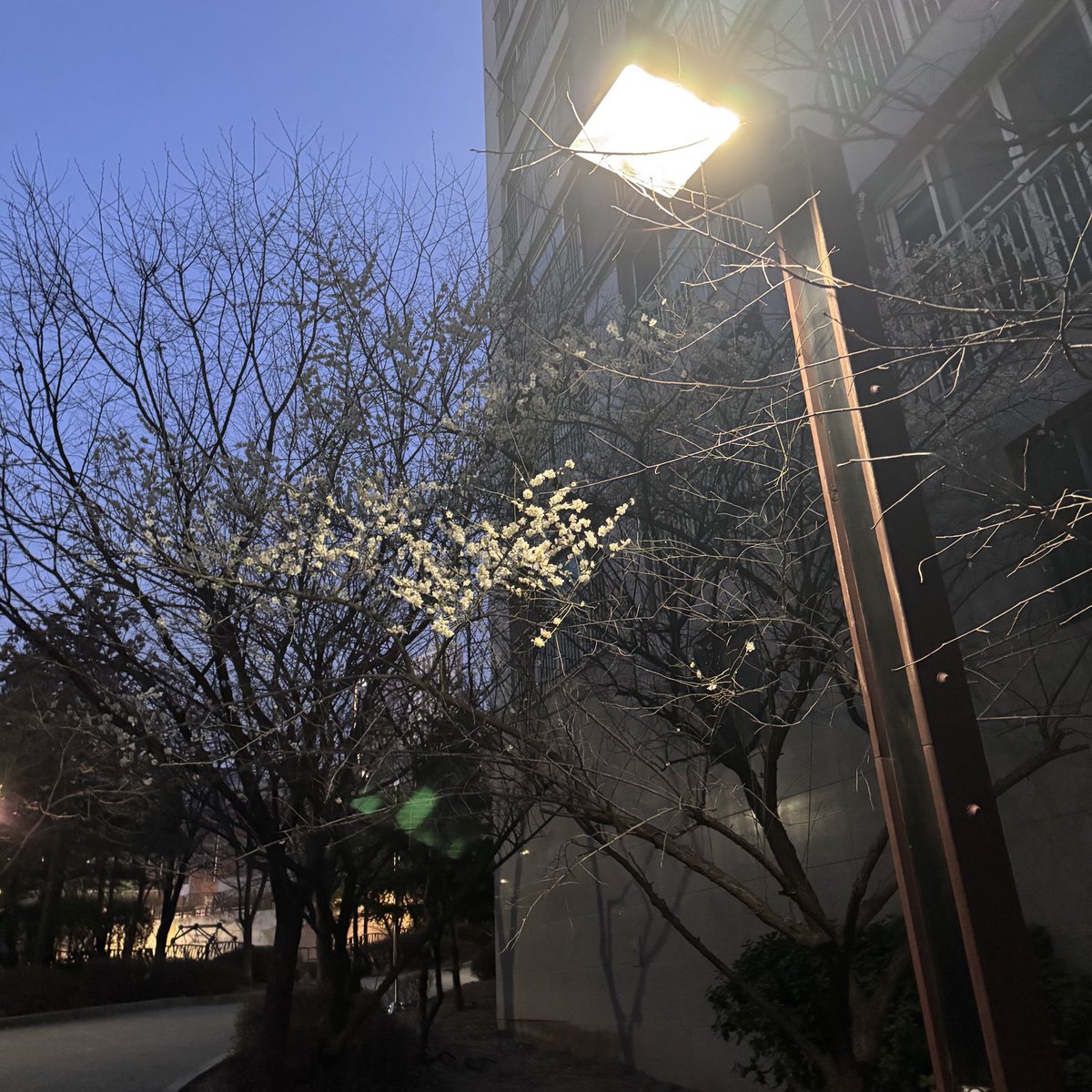 출근길에 나무를 보는데 매화꽃도 피기 시작하네요
이제 봄이 진짜 오긴 왔나봅니다 ㅎㅎ

화요일도 다같이 힘내봐요😄