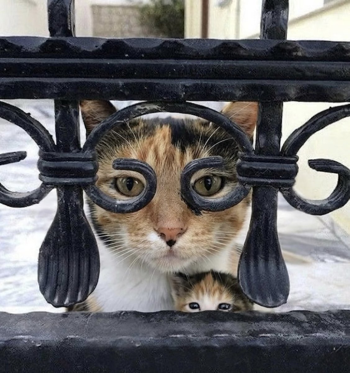 Kathleen tweet media