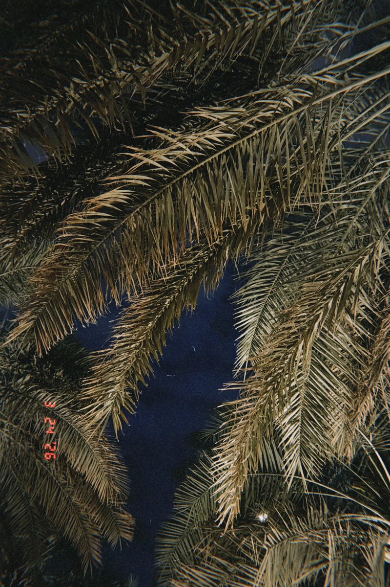 هديل🕊 tweet media