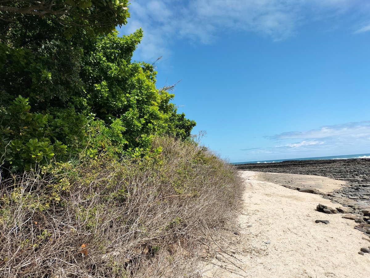 SONOGAdidi tweet media